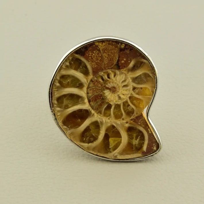 Амоніт: Доторкнись до давнини